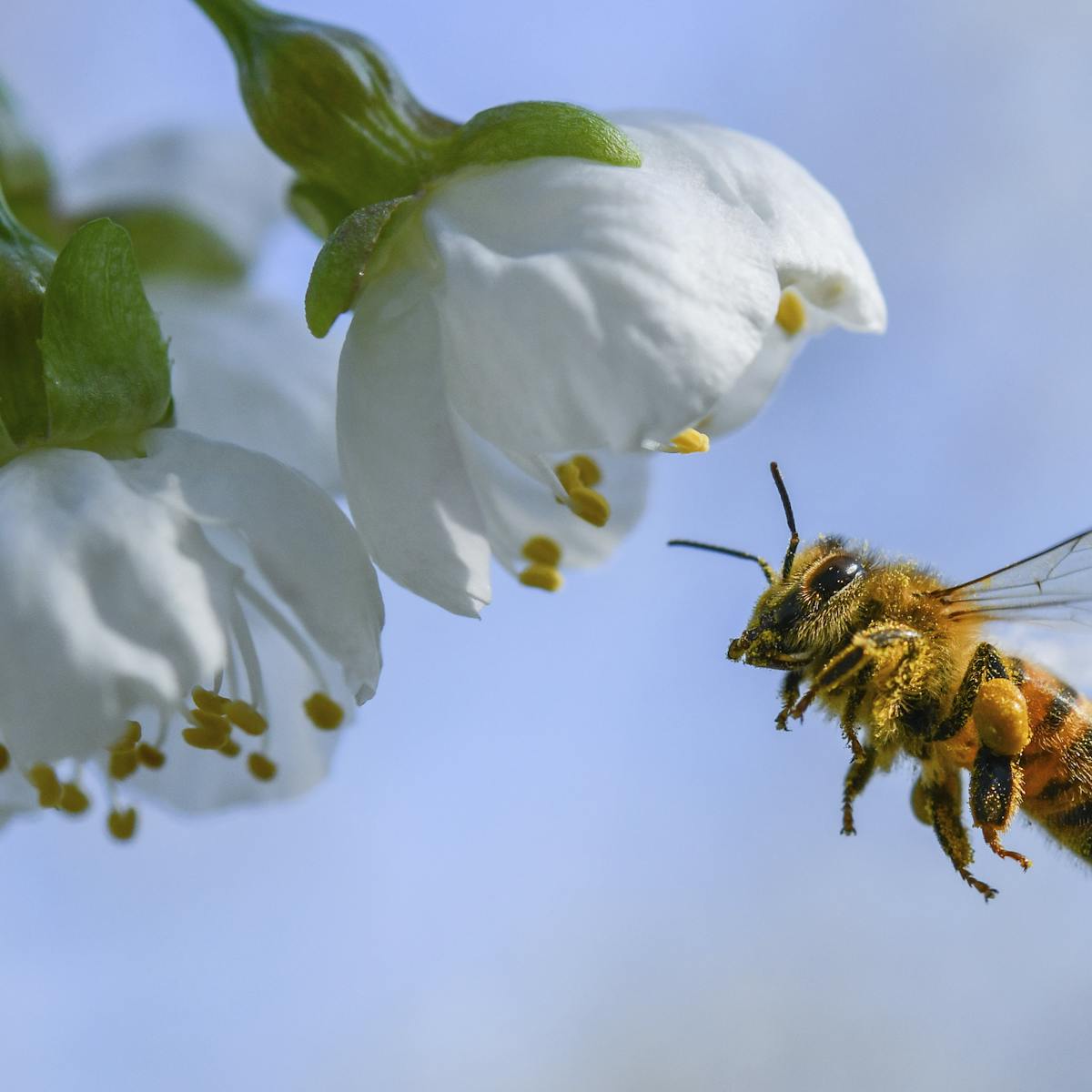 A bee economist explains honey bees' vital role in growing tasty almonds