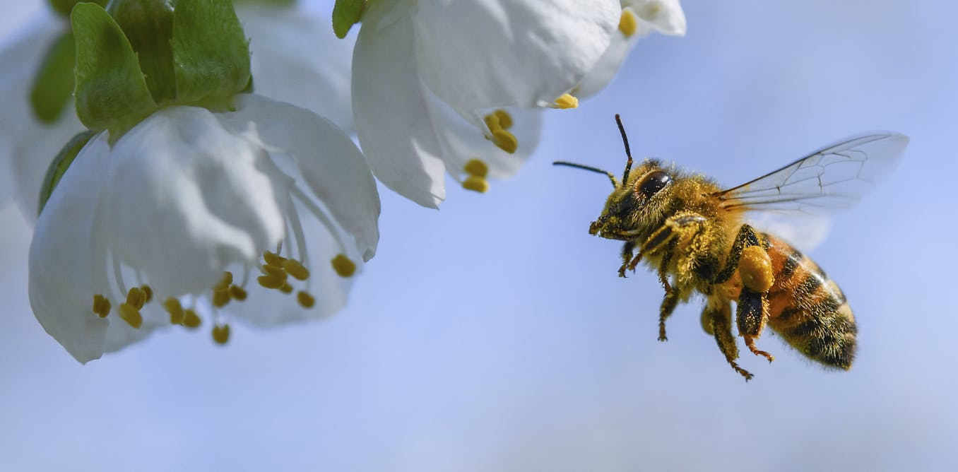 A bee economist explains honey bees' vital role in growing tasty almonds