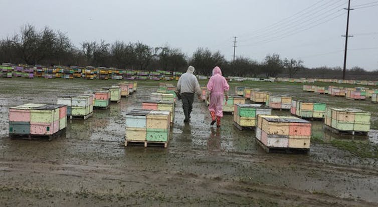 A bee economist explains honey bees' vital role in growing tasty almonds