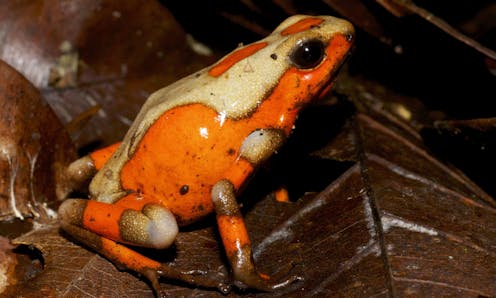 How naming poison frogs helps fight their illegal trade