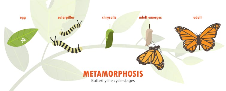 Do butterflies remember being caterpillars?