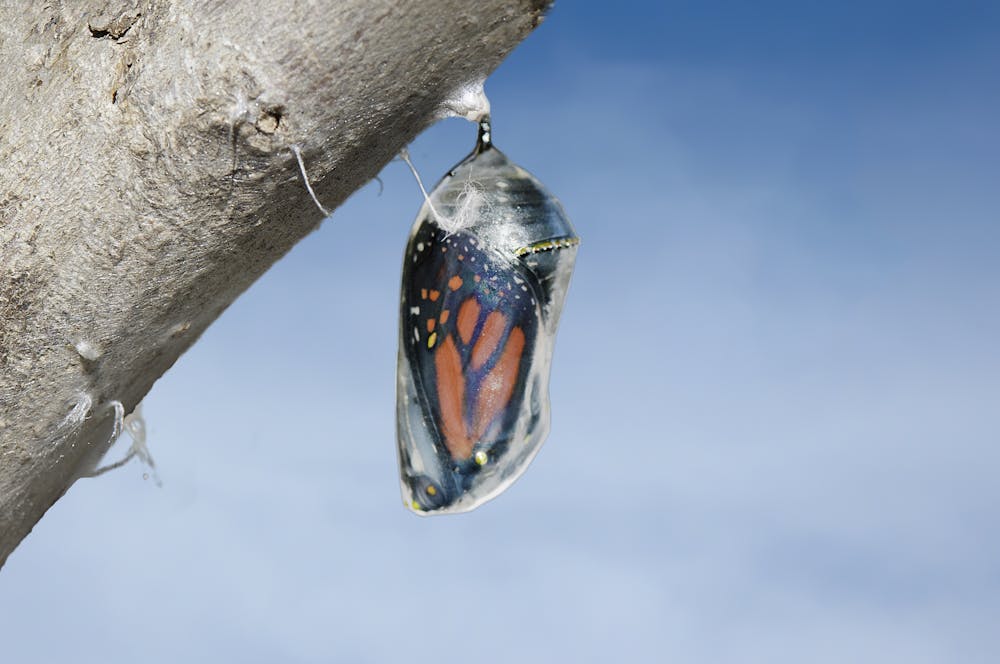 Curious Kids: Do butterflies remember being caterpillars?