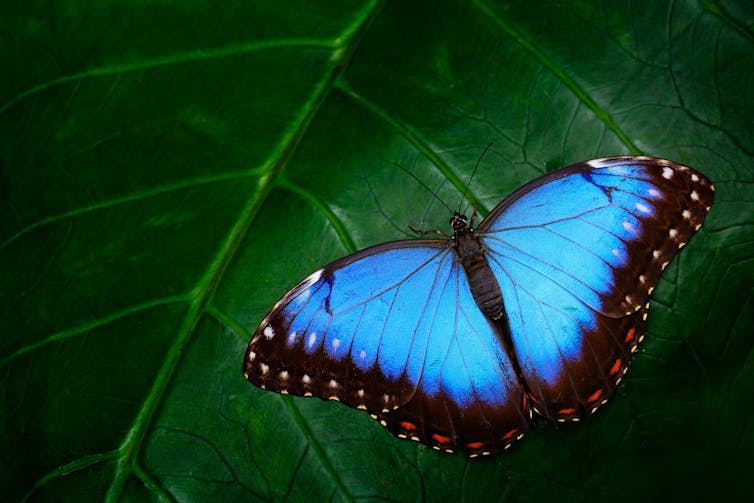 Do butterflies remember being caterpillars?