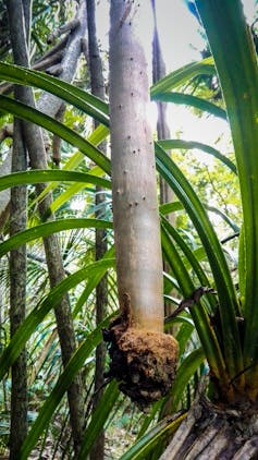 The Lord Howe screw pine is a self-watering island giant