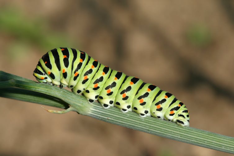 Do butterflies remember being caterpillars?