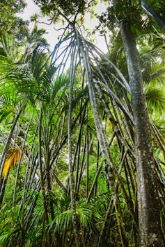 The Lord Howe screw pine is a self-watering island giant