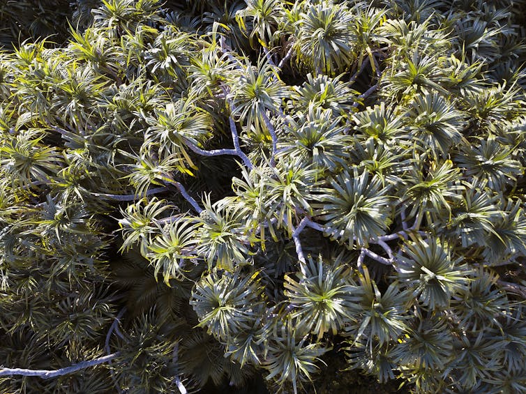 The Lord Howe screw pine is a self-watering island giant