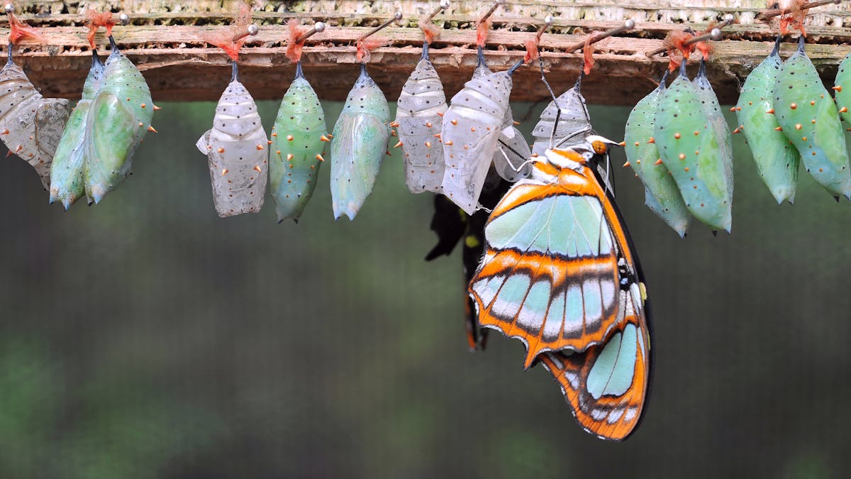 Curious Kids: Do butterflies remember being caterpillars?
