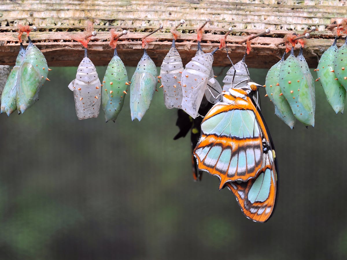 Curious Kids Do Butterflies Remember Being Caterpillars Curious Kids Do Butterflies Remember Being Caterpillars