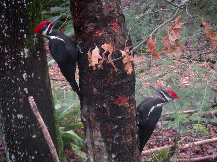 Many native animals and birds thrive in burned forests, research shows