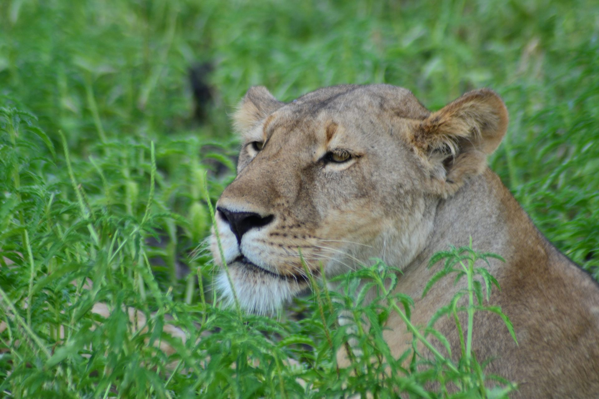 File 20180820 30593 gq31sy.jpg?ixlib=rb 1.1