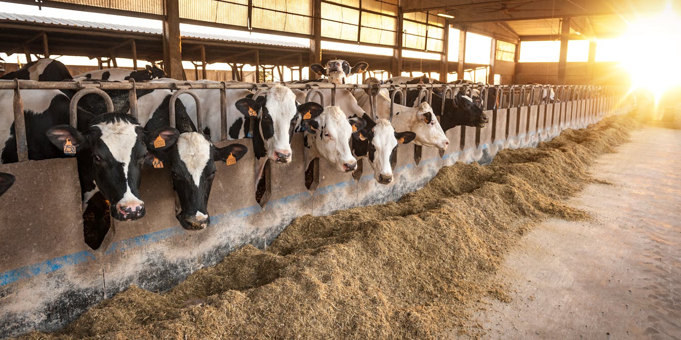 How Climate Change Will Affect Dairy Cows And Milk Production In The Uk New Study