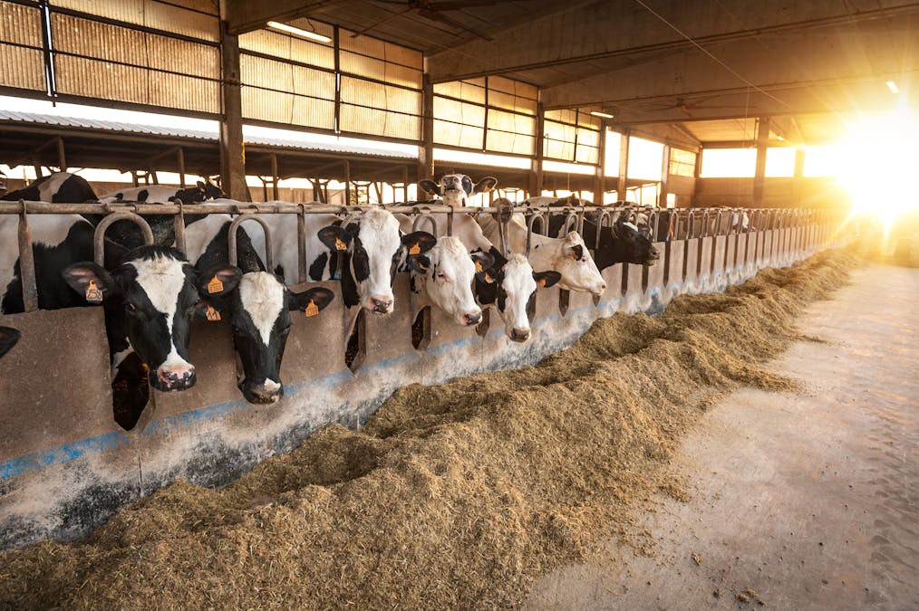 How Climate Change Will Affect Dairy Cows And Milk Production In The Uk New Study
