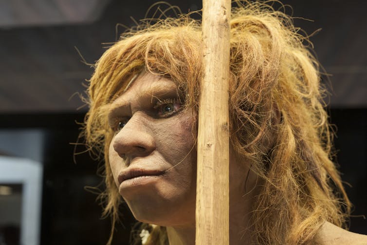 MOTHER? Is this what Denisova 11’s mother looked like? A museum model of a Neanderthal woman. from www.shutterstock.com