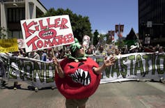 For many, perception of genetically modified foods has changed little from those of this protester dressed as a genetically altered ‘Killer Tomato’ marching through downtown San Diego, June 24, 2001. Joe Cavaretta/AP Photo