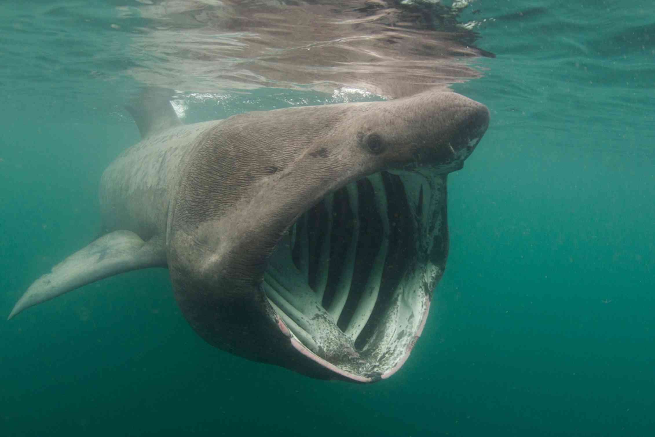 Basking Shark Encounter: Are They Really As Harmless As They Seem? - exewmaq