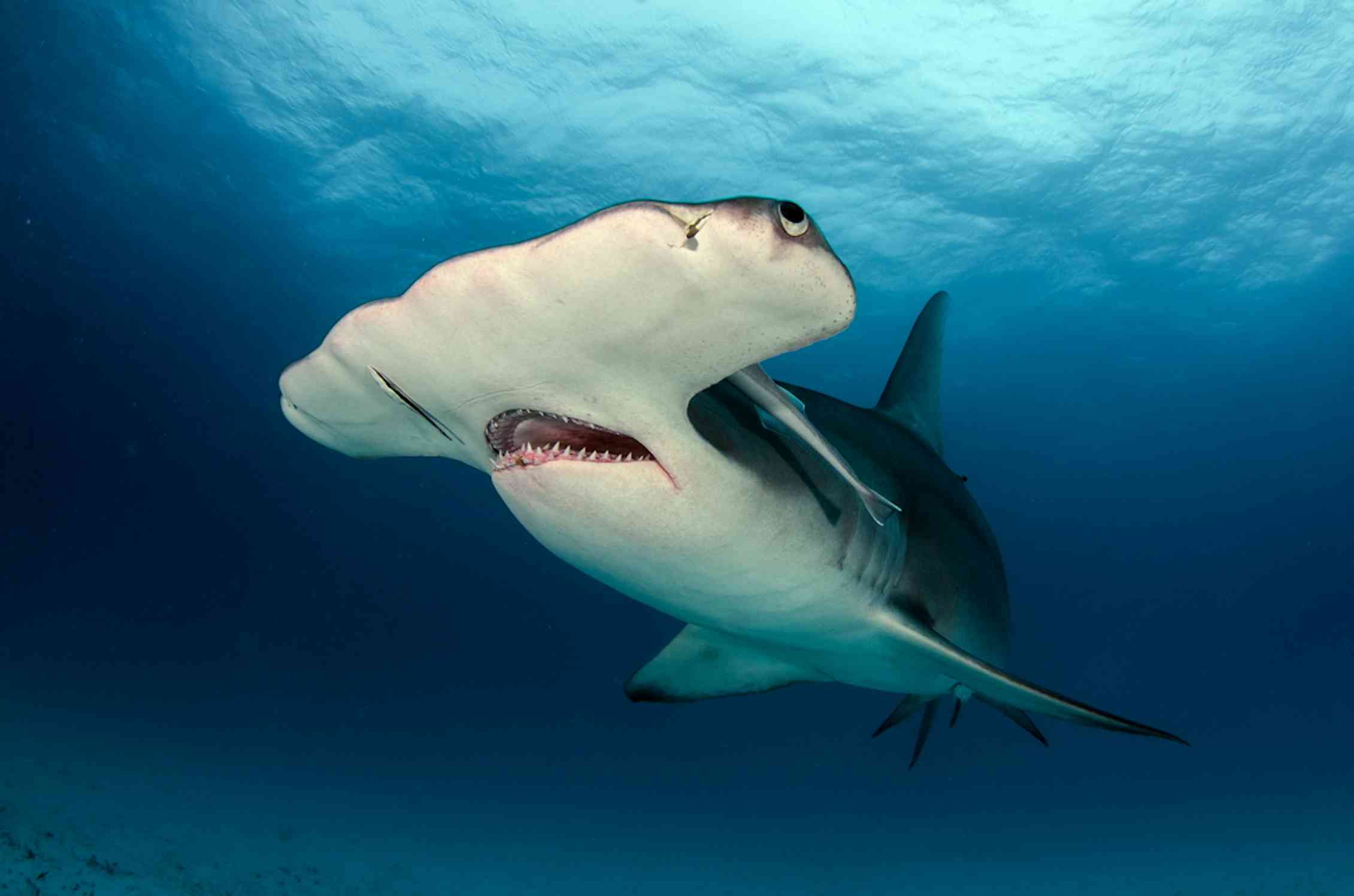 New large shark species heading for the UK? That's no cause for panic