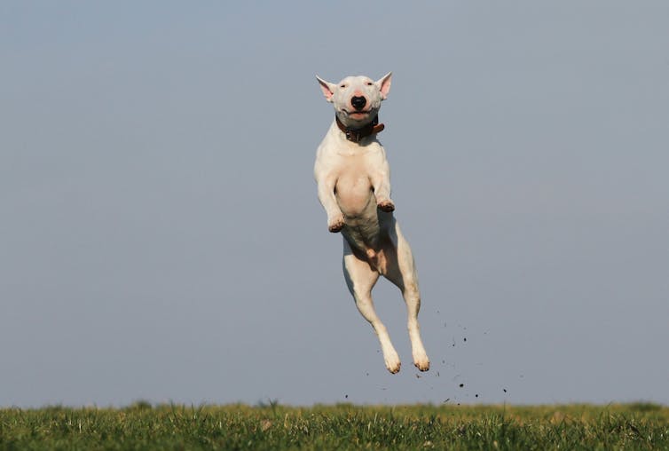 English Bull Terrier jumps in the air
