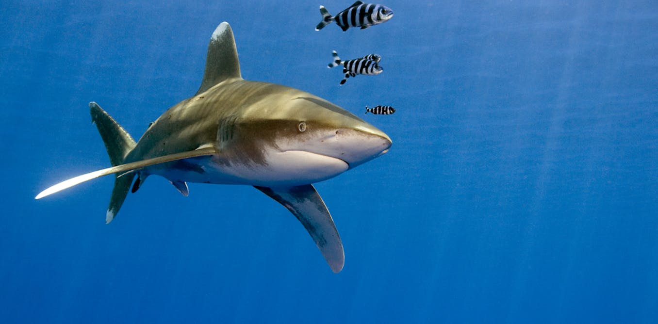 New large shark species heading for the UK? That’s no cause for panic