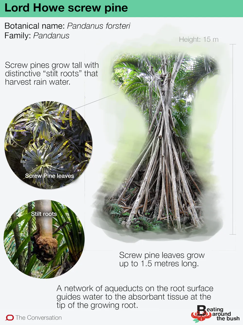 Pandanuses Roots Stilt Roots Pandanus