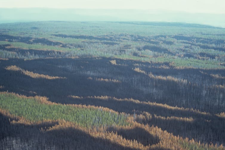 Here's how forests rebounded from Yellowstone's epic 1988 fires – and why that could be harder in the future