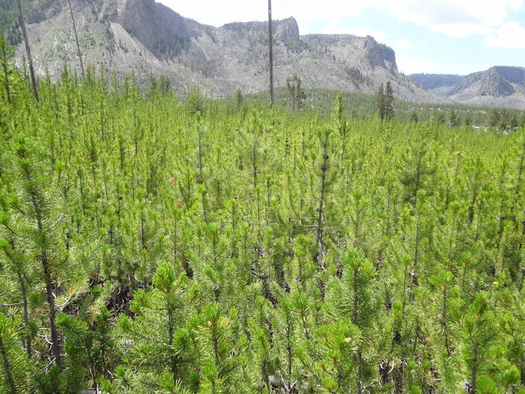 Here's how forests rebounded from Yellowstone's epic 1988 fires – and why that could be harder in the future