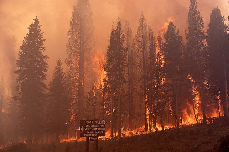 Here's how forests rebounded from Yellowstone's epic 1988 fires – and why that could be harder in the future