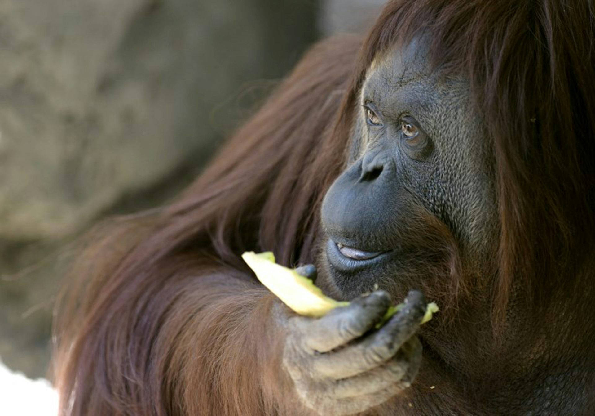 à Quand Lanimal Reconnu Comme Une Personne Juridique En