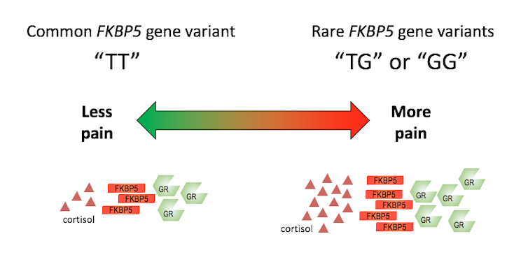 Chronic pain after trauma may depend on what stress gene variation you carry