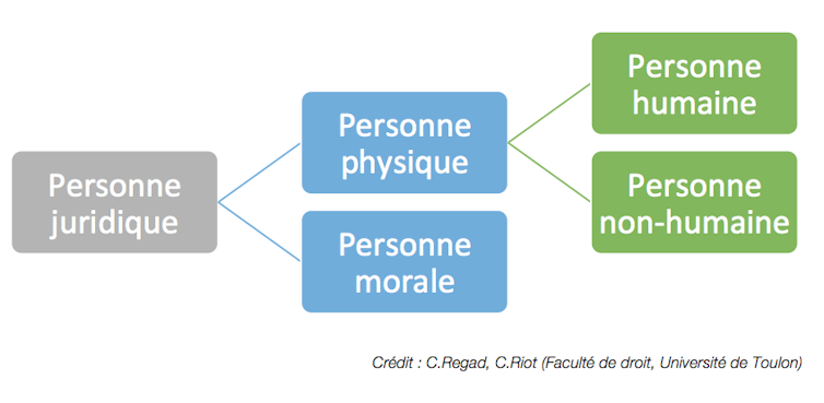 A Quand L Animal Reconnu Comme Une Personne Juridique En