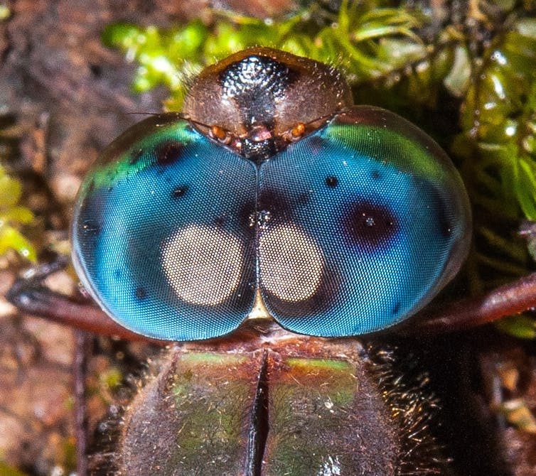 En Direct Des Especes Les Libellules Geantes Du Paleozoique Sont Elles Encore Parmi Nous En Direct Des Especes Les Libellules Geantes Du Paleozoique Sont Elles Encore Parmi Nous