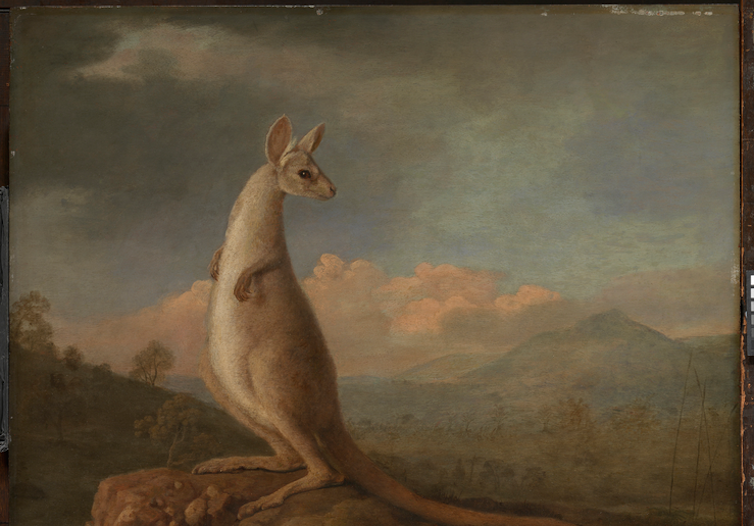 the art of the colonial kangaroo hunt