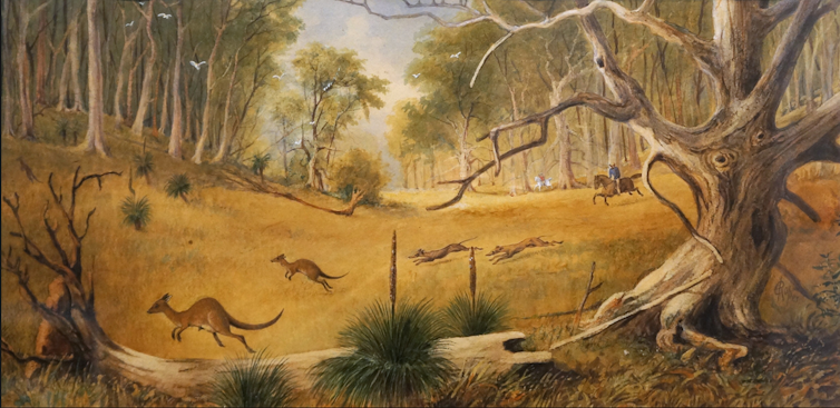 the art of the colonial kangaroo hunt