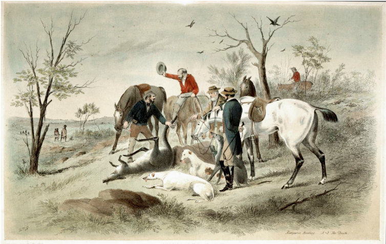 the art of the colonial kangaroo hunt