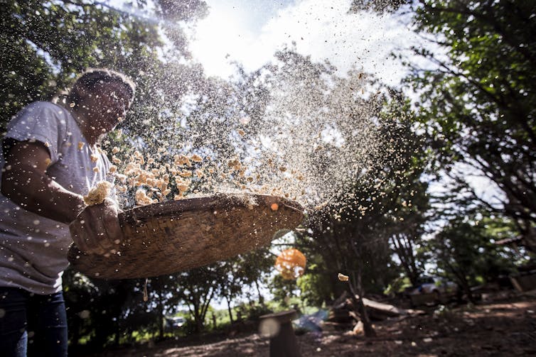 Settler farmer processing native seeds for restoration in the Southeast Amazon. Tui AnandiInstituto Socioambiental, Author provided