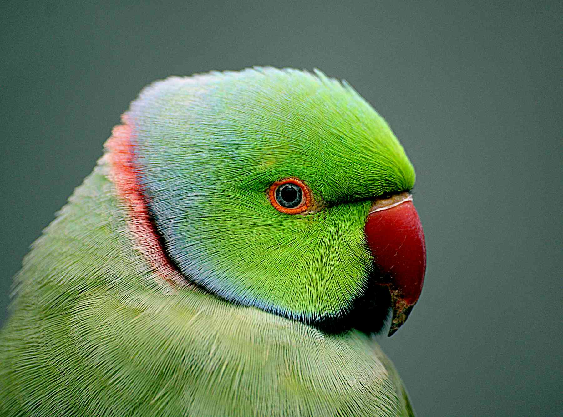 Curious Kids: how do birds see where they're going?