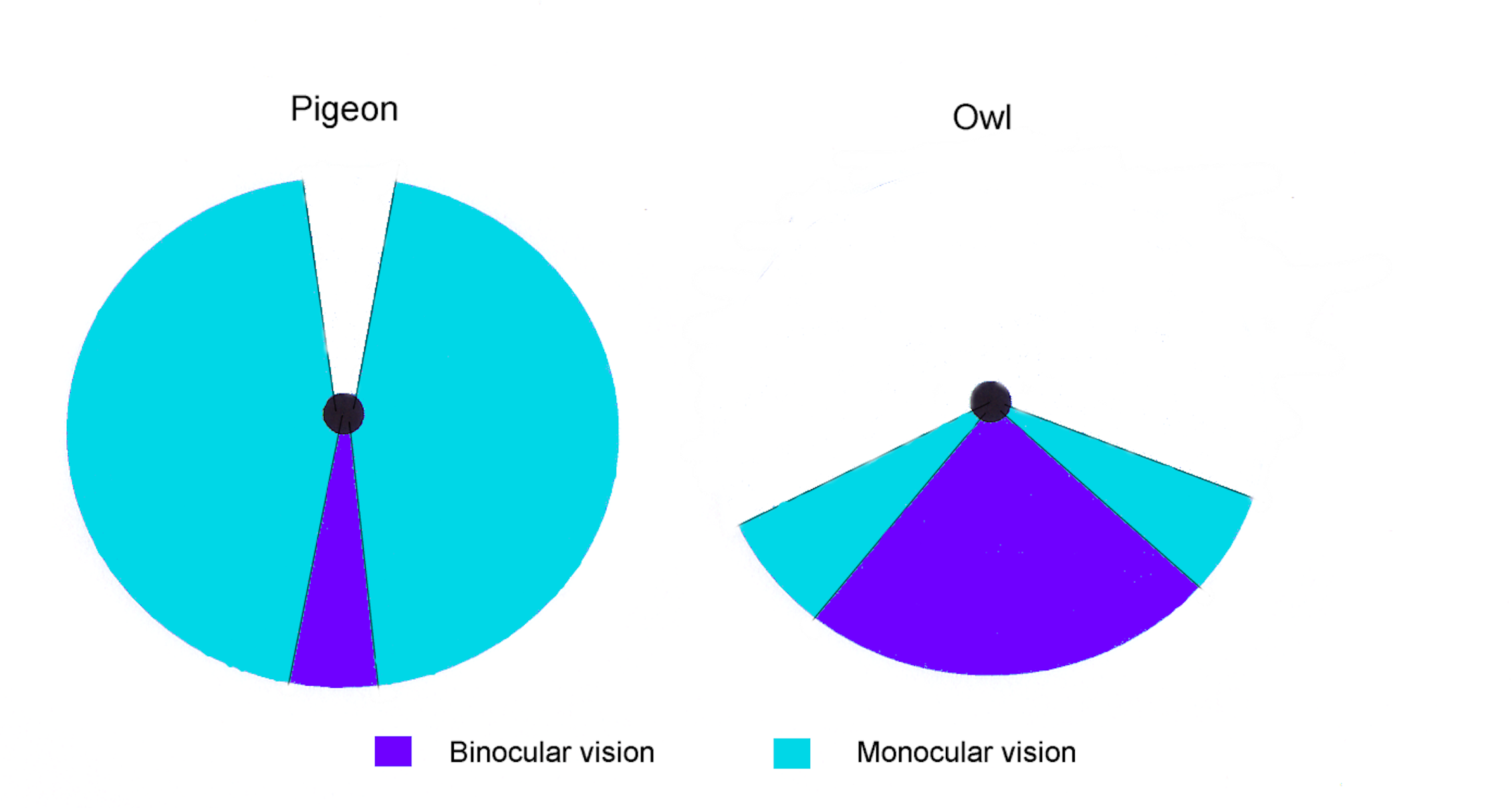 Curious Kids: how do birds see where they're going?