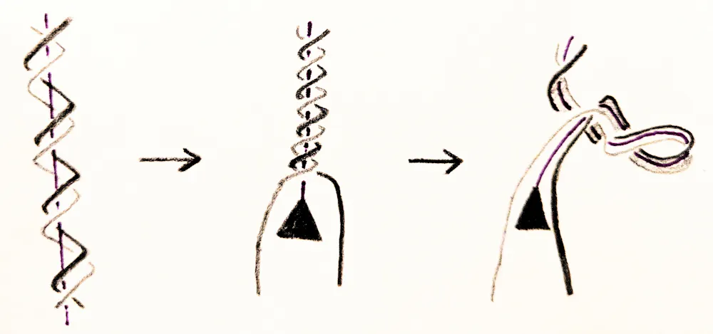 math shows how dna twists turns and unzips