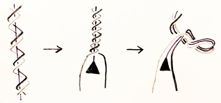 Math shows how DNA twists, turns and unzips