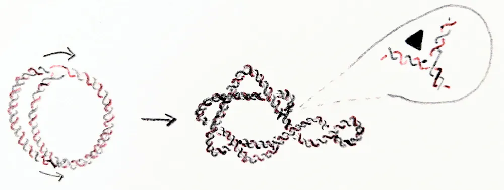 math shows how dna twists turns and unzips