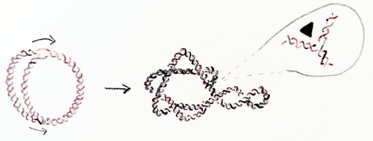 Math shows how DNA twists, turns and unzips