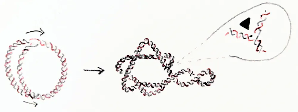 Dna Math Math shows how DNA twists, turns and unzips