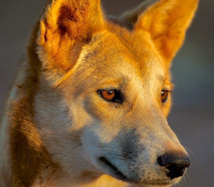 Why the WA government is wrong to play identity politics with dingoes