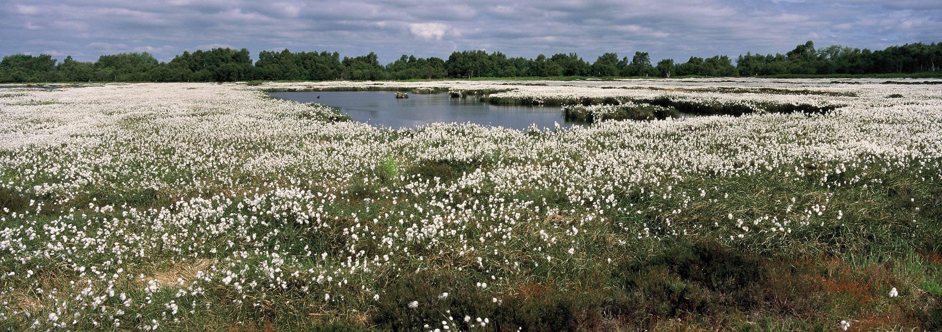 Bogs are unique records of history here's why