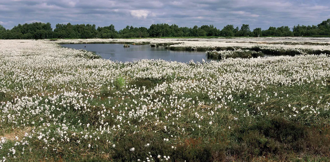 Bogs Example Bogs are unique records of history – here’s why
