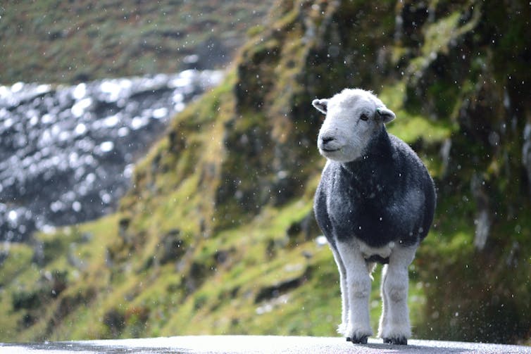 A happy Herdwick