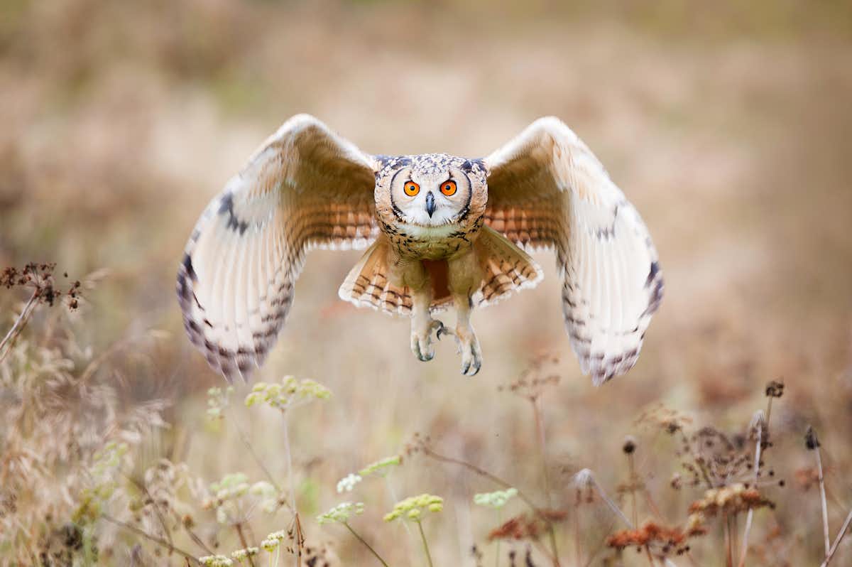 Curious Kids: how do birds see where they're going?