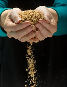 Genetically engineered wheat | IFIS Publishing