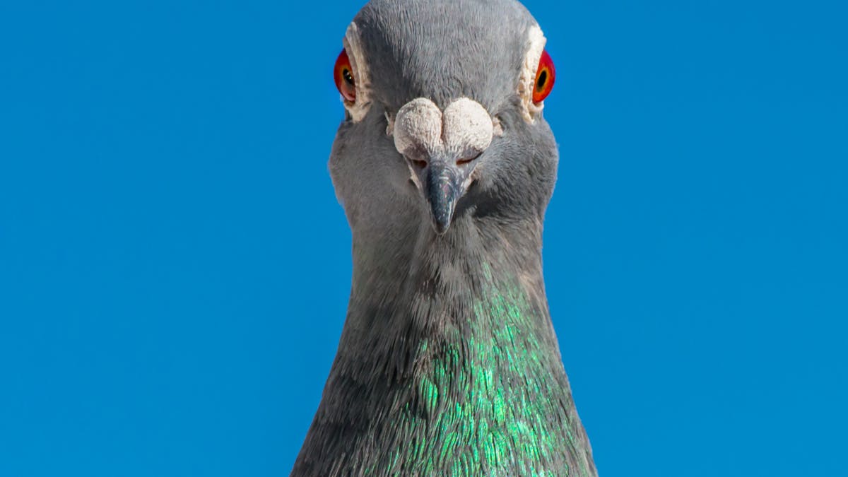 Curious Kids How Do Birds See Where They Re Going Curious Kids How Do Birds See Where They Re Going