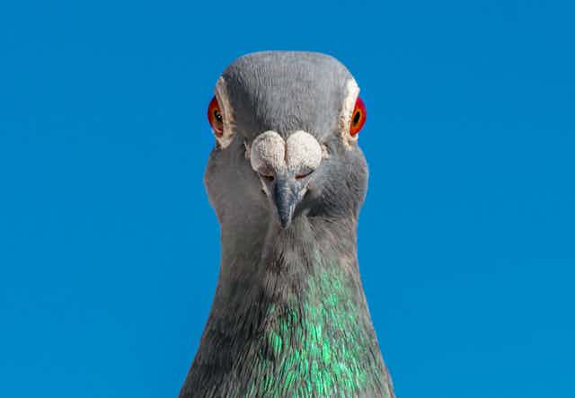 Curious Kids: how do birds see where they’re going?